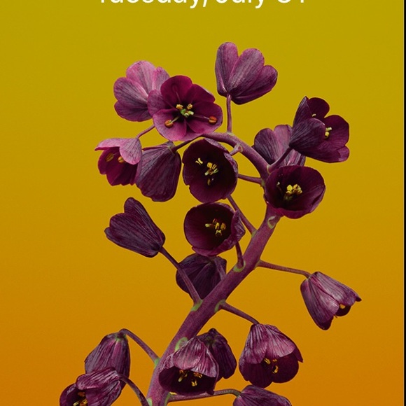 Meet your Posher, Trisha - Picture 1 of 1